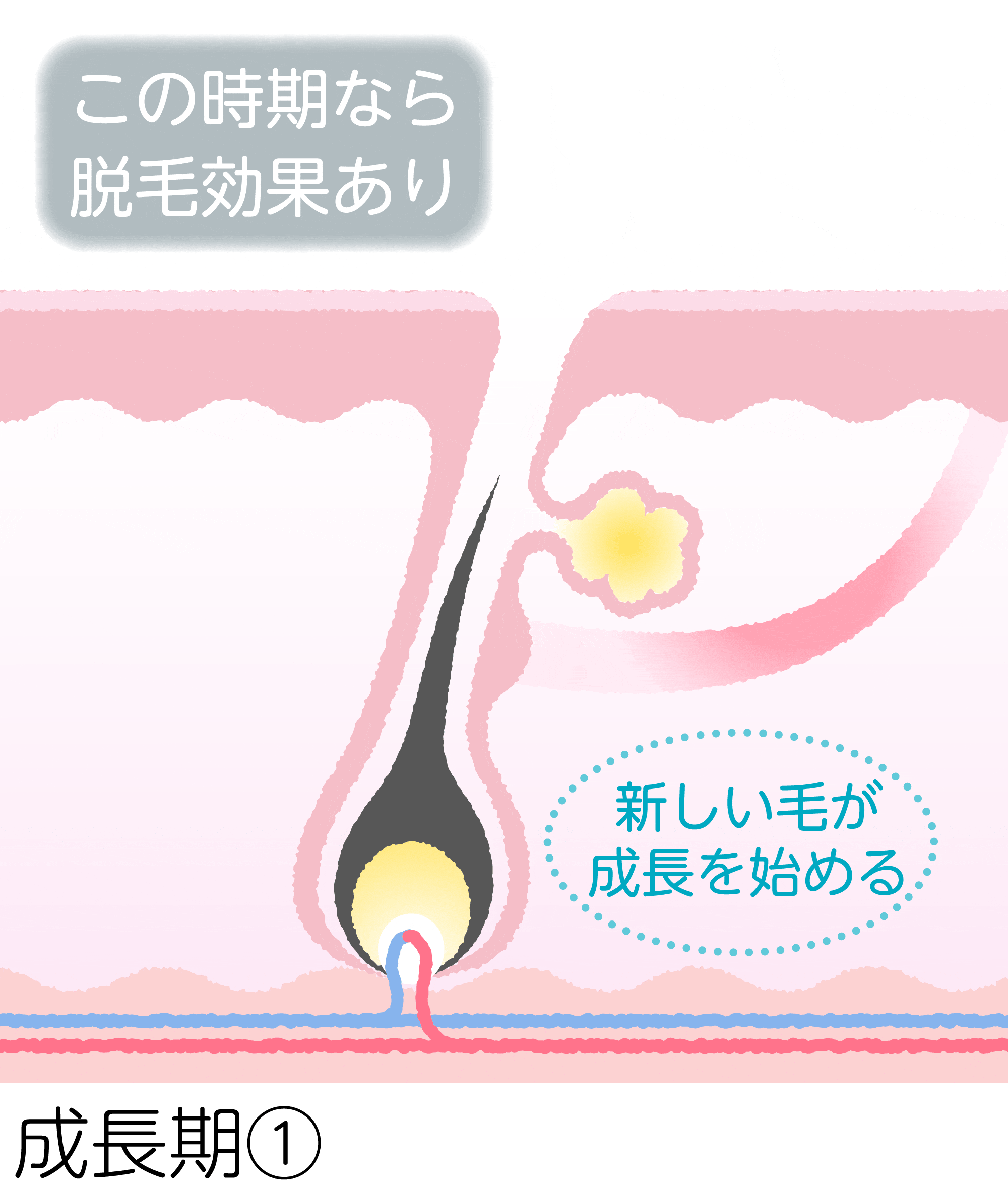 毛周期のイメージGIF
