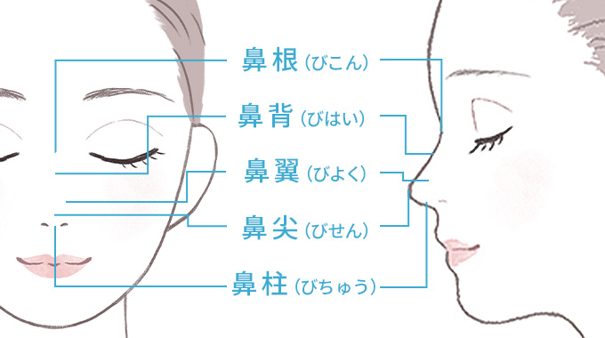 鼻の構造を図版で示しています。鼻根や鼻背や鼻翼や鼻尖や鼻柱などが記されています。