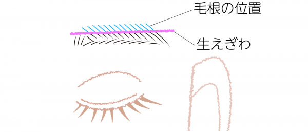眉毛の毛根の位置イラスト